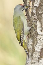 Grey woodpecker (Picus canus), male sitting on the trunk of a grey birch tree (Betula populifolia),