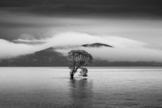A single tree in Lake Taupo. Waikato, North Island, New Zealand