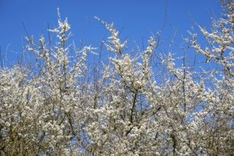Blackthorn (Prunus spinosa) bushes flowering on a meadow in spring on a sunny day, Bavaria, Germany