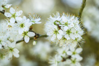 Blackthorn (Prunus spinosa) Blossoms flowering in spring, Bavaria, Germany, Europe, Helena,