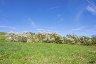 Blackthorn (Prunus spinosa) bushes flowering on a meadow in spring on a sunny day, Bavaria,