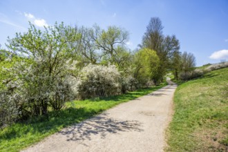 Blackthorn (Prunus spinosa) bushes flowering beside a little road in spring on a sunny day,