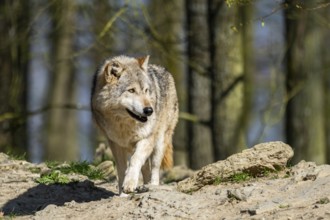 Eastern wolf (Canis lupus lycaon) standing on a little hill, Bavaria, Germany