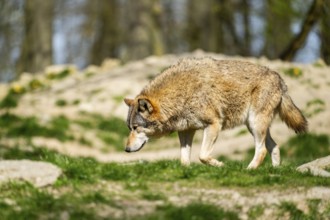 Eastern wolf (Canis lupus lycaon) walking on a meadow, Bavaria, Germany