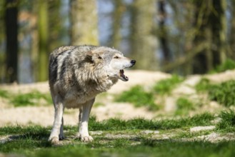 Eastern wolf (Canis lupus lycaon) standing on a meadow, Bavaria, Germany