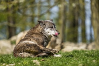 Eastern wolf (Canis lupus lycaon) sitting on a meadow, Bavaria, Germany