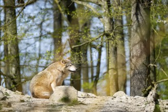 Eastern wolf (Canis lupus lycaon) sitting on a little hill, Bavaria, Germany