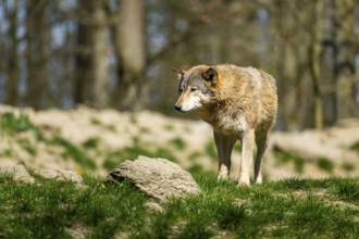 Eastern wolf (Canis lupus lycaon) standing on a meadow, Bavaria, Germany
