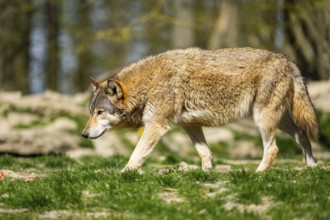 Eastern wolf (Canis lupus lycaon) walking on a meadow, Bavaria, Germany
