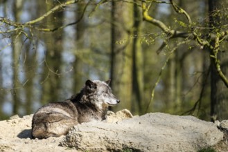 Eastern wolf (Canis lupus lycaon) lying on a little hill, Bavaria, Germany
