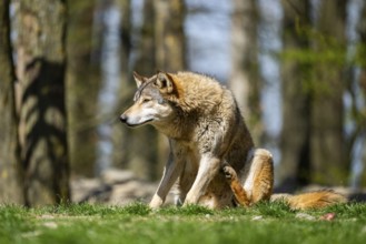 Eastern wolf (Canis lupus lycaon) sitting on a meadow, Bavaria, Germany
