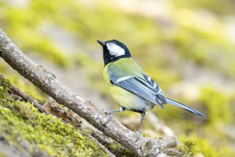 Great tit (Parus major) sitting on a branch, Bavaria, Germany