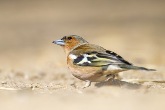 Eurasian chaffinch (Fringilla coelebs) male sitting on the ground, Bavaria, Germany