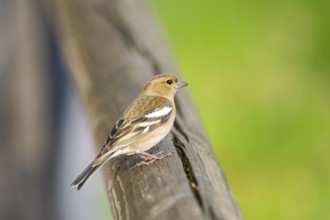 Eurasian chaffinch (Fringilla coelebs) sitting on a wood, Bavaria, Germany