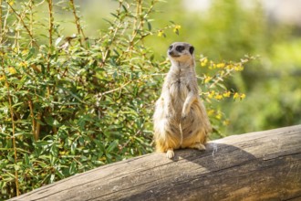 Meerkat (Suricata suricatta) standing sweet and curious on a tree trunk in the desert, captive,