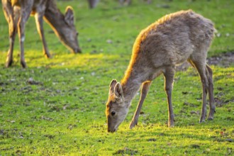 Sika deer (Cervus nippon) hind standing on a meadow, Bavaria, Germany