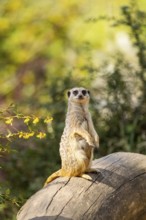 Meerkat (Suricata suricatta) standing sweet and curious on a tree trunk in the desert, captive,