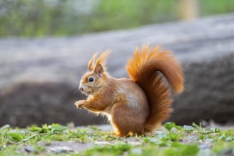 Red squirrel (Sciurus vulgaris) sitting on the ground in a forest, Bavaria, Gernany