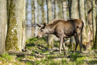 Eurasian elk (Alces alces) in a forest in early summer, Bavarian Forest National Park, Germany