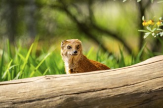 Close-up of a yellow mongoose (Cynictis penicillata) in spring, Germany