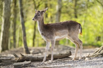 European fallow deer (Dama dama) doe in a forest, Bavaria, Germany
