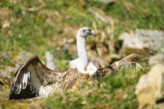 Eurasian griffon vulture (Gyps fulvus) standing on the ground, Bavaria, Germany
