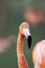 American flamingo (Phoenicopterus ruber), portrait in the water, Germany