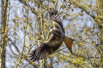 Red kite (Milvus milvus) flying in the sky, Bavaria, Germany