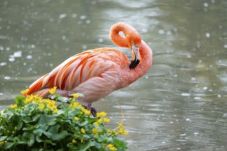 American flamingo (Phoenicopterus ruber) standing in the water, Germany