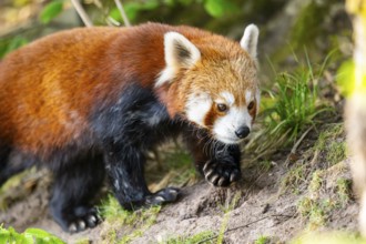 Red panda (Ailurus fulgens) walking on the ground, Germany