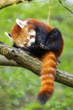 Red panda (Ailurus fulgens) sitting on a tree, Germany