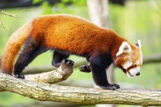 Red panda (Ailurus fulgens) walking on a tree, Germany