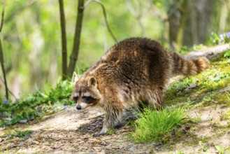 Common raccoon (Procyon lotor) walking on the ground, Bavaria, Germany