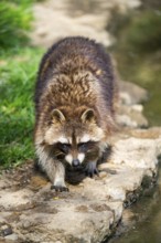 Common raccoon (Procyon lotor) walking on the ground, Bavaria, Germany