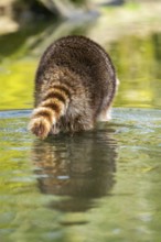 Common raccoon (Procyon lotor) in the water of a little lake, Bavaria, Germany