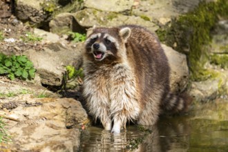 Common raccoon (Procyon lotor) on the watershore, Bavaria, Germany