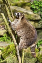 Common raccoon (Procyon lotor) climbing up a tree, Bavaria, Germany