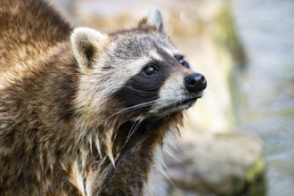 Common raccoon (Procyon lotor), portrait, Bavaria, Germany