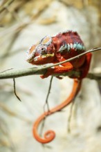 Panther chameleon (Furcifer pardalis) on a branch, Bavaria, Germany