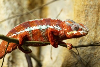Panther chameleon (Furcifer pardalis) on a branch, Bavaria, Germany