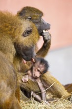 Guinea baboon (Papio papio) new born youngster at its mother, captive, Bavaria, Germany