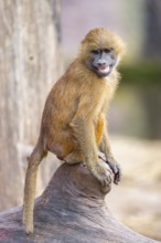 Guinea baboon (Papio papio) youngster on a tree trunk, captive, Bavaria, Germany