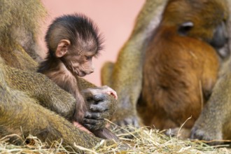 Guinea baboon (Papio papio) new born youngster at its mother, captive, Bavaria, Germany