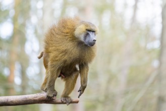 Guinea baboon (Papio papio), jumping in the air from a branch, captive, Bavaria, Germany