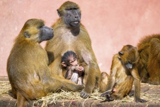 Guinea baboon (Papio papio) family with a new born youngster, captive, Bavaria, Germany