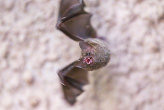 Lesser mouse-eared myotis (Myotis blythii) bat hanging on a wall, Bavaria, Germany