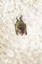 Lesser mouse-eared myotis (Myotis blythii) bat hanging on a wall, Bavaria, Germany