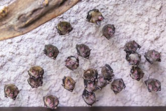 Lesser mouse-eared myotis (Myotis blythii) bats hanging on a wall, Bavaria, Germany