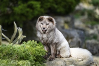 Arctic fox (Vulpes lagopus) sitting on a rock, Bavaria, Germany