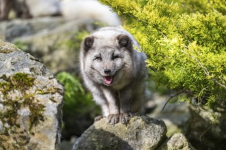 Arctic fox (Vulpes lagopus) standing on a rock, Bavaria, Germany